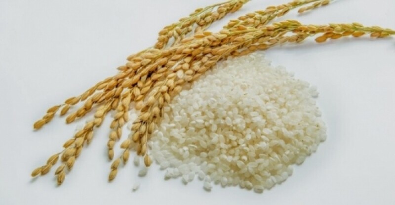 강원더몰,[23년 햅쌀] 철원오대쌀 10kg 밥맛좋은쌀