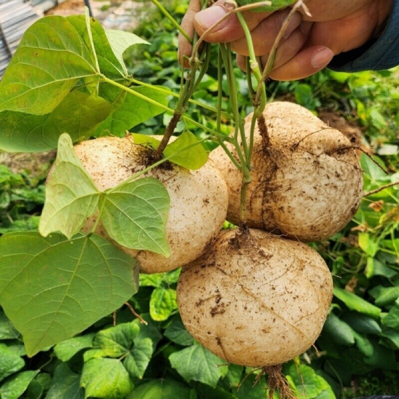 철원몰,히카마 얌빈 멕시코감자 5kg 슈퍼푸드